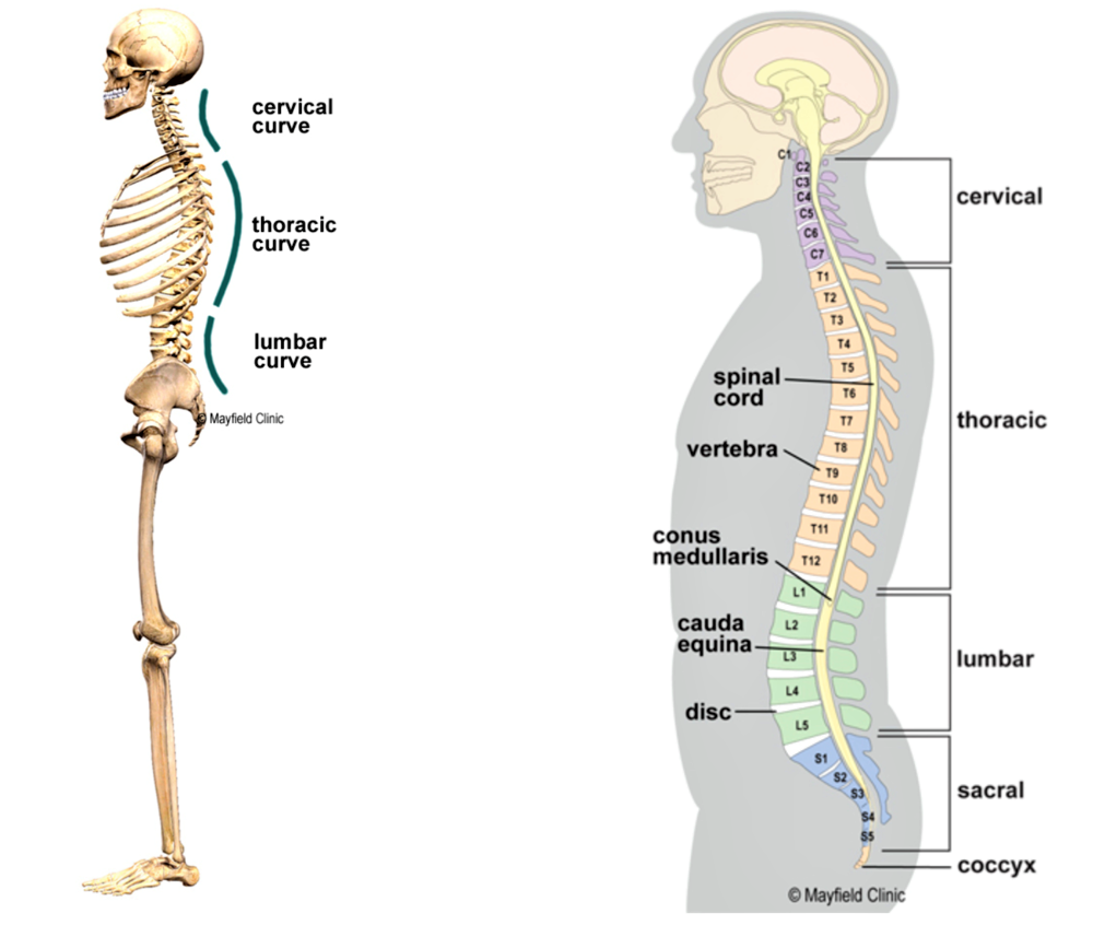 Ways to Improve Posture Backed With Massage Therapy